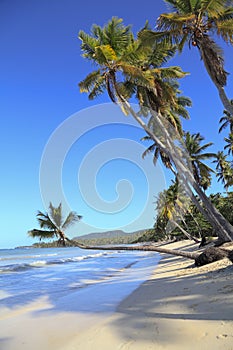 Tropical Beach near Las Galeras village in Samana area, Dominican Republic photo