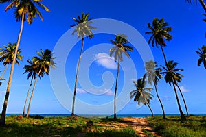 Tropical beach, Nordeste, Brazil