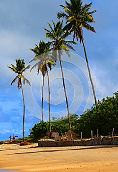 Tropical beach, Nordeste, Brazil