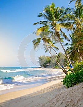 Tropical beach, ocean shore, palms, blue sea, vacation concept