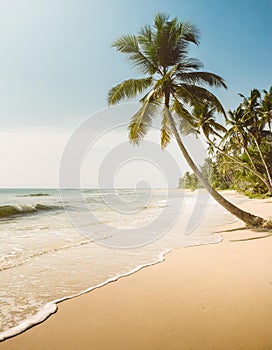 Tropical beach, ocean shore, palms, blue sea, vacation concept