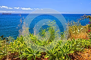 Tropical beach ocean view, Funchal, Madeira