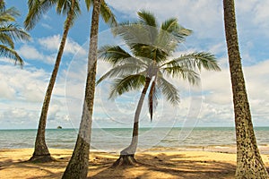 Tropical Beach in Palm Cove, Queensland Australia