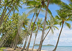 Tropical Beach in Palm Cove, Queensland Australia