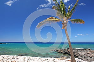 Tropical Beach and palm tree