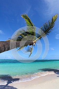 Tropical beach with palm tree