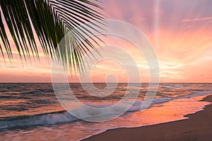 Tropical beach with palm tree