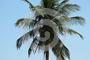 Tropical beach palm tree with coconuts photo