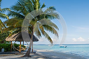 Tropical beach with palm tree and hammock near the ocean at Maldives