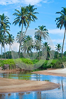 Playa a palmera árboles 