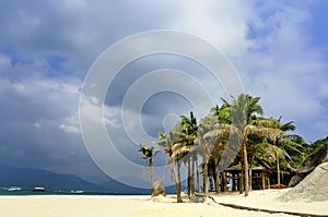 Tropical beach of palm trees