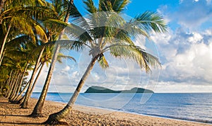 Tropical beach with palm trees