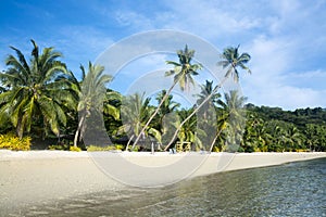 Tropical beach with palm trees