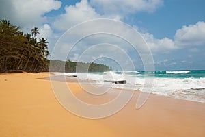 Tropical beach with palm trees and heavy sea. photo