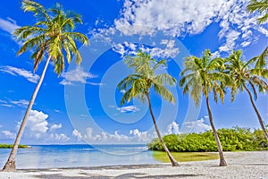 TROPICAL BEACH PALM TREES ISLAND photo