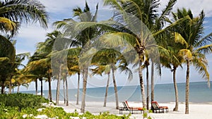 Tropical beach with palm trees and lounges