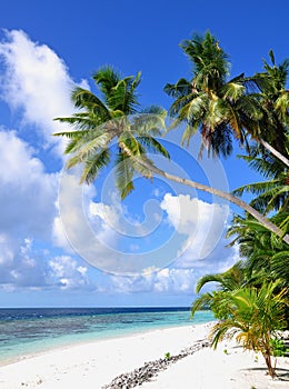 Tropical beach with palm trees, Maldives