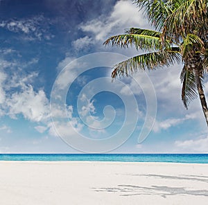 Tropical beach with palm trees in Miami Florida