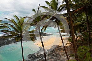 Tropical beach with palm trees and pristine blue sea.