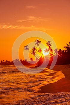 Tropical beach with palm trees silhouettes at sunset