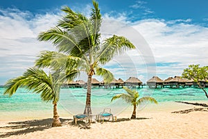 Tropical beach with palm trees and sun beds.