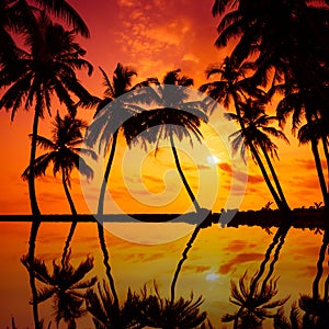 Tropical beach with palm tress silhouettes at vivid sunset with reflection