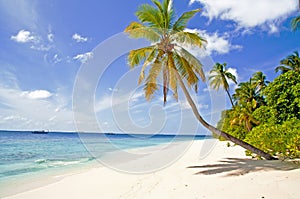 Tropicale Spiaggia un palme 