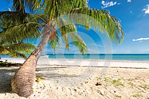 Tropical beach and palms in Jamaica on Caribbean sea