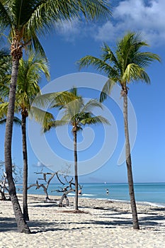 Tropical beach, palms. Varadero, Cuba.