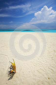 Tropical beach with a palmtree photo