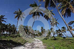 Tropical beach path