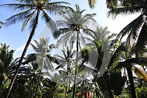 Tropical beach, Phangnga, The south of Thailand