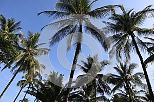 Tropical beach, Phangnga, The south of Thailand