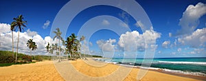 Tropicale Spiaggia panoramico 