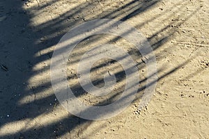 Tropical beach sand with shadows of coconut palm tree leaves. Travel and vacations concept background. Top view