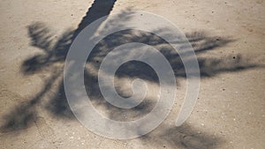 Tropical beach sand with shadows of coconut palm tree leaves. Travel and vacations concept background. Top view