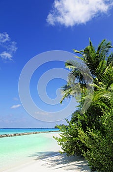 Tropical beach scene