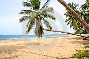 Tropical beach scene with palm trees