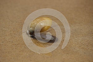 Tropical beach sea brown shell opened