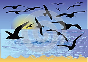 Tropical beach with seagull