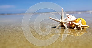 Tropical beach with a seashells and starfish for summer holiday