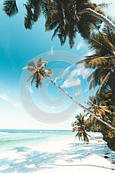 Tropical Beach in Seychelles