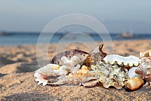 Tropical Beach Shells