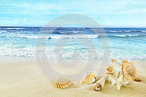 Tropical beach. Shells on the sand.