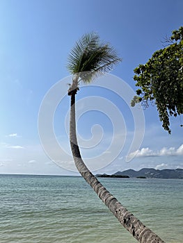 Tropical beach with single curved palm tree