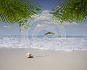 tropical beach with some palms