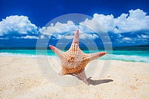 Tropical beach with starfish