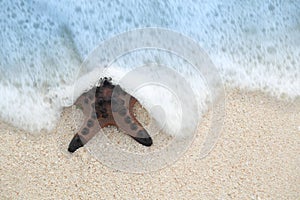 Tropical Beach Starfish