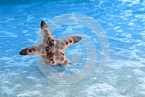 Tropical Beach Starfish