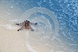 Tropical Beach Starfish